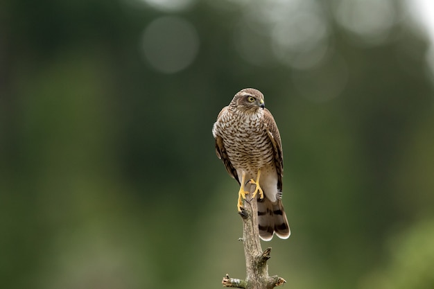 Nisus femminile dell'accipiter del falco del passero che si siede su un ramo curvo