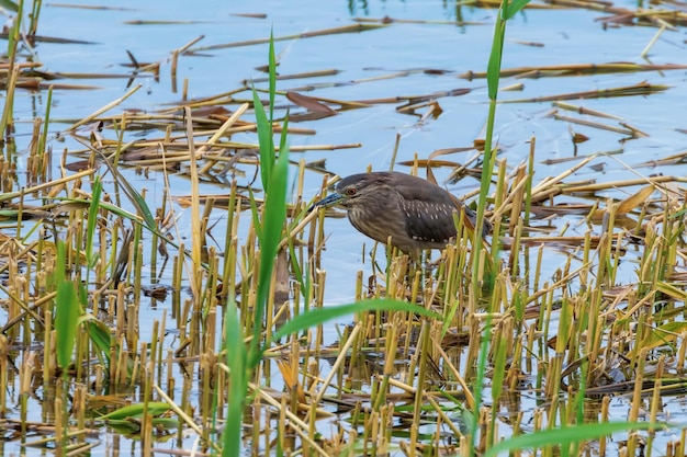 Nitticora coronata in habitat naturale (Nycticorax nycticorax)