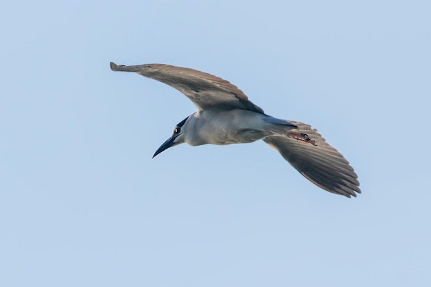 Nitticora coronata nera in lotta Cielo blu (Nycticorax nycticorax)