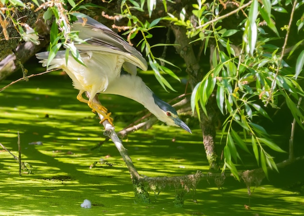 Nitticora dalla corona nera Nycticorax nycticorax L'uccello si prepara ad attaccare la sua preda