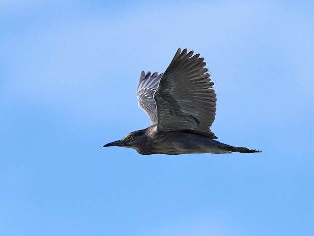 Nitticora dalla corona nera Nycticorax nycticorax