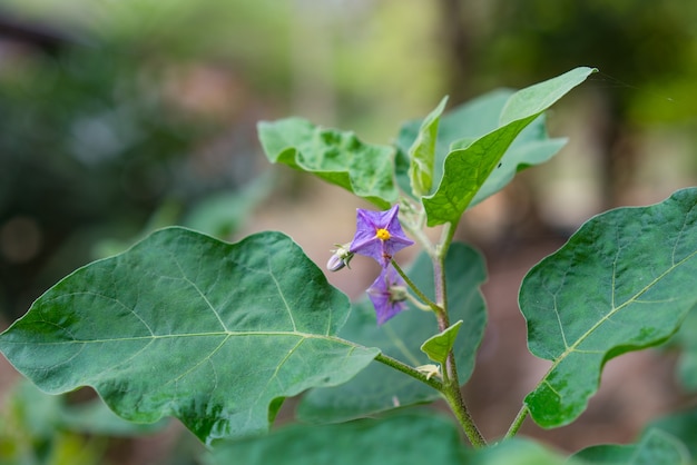 Nizza viola melanzana selvatica fiori che sbocciano in natura