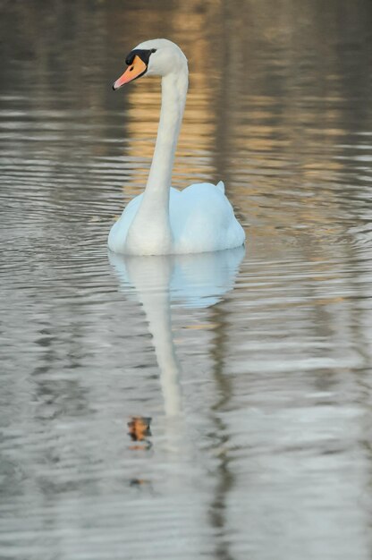 Nobile cigno bianco