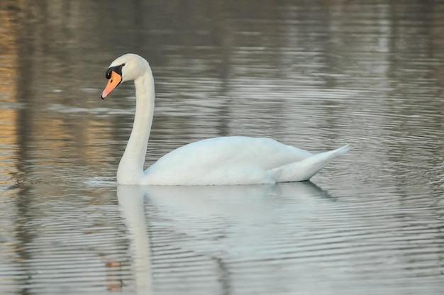 Nobile cigno bianco