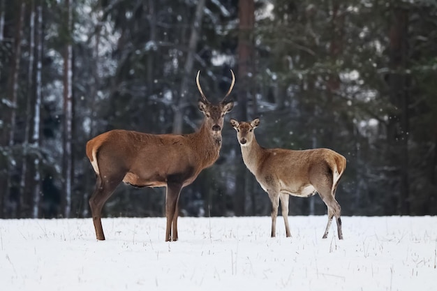 Nobile famiglia di cervi nella foresta di neve invernale