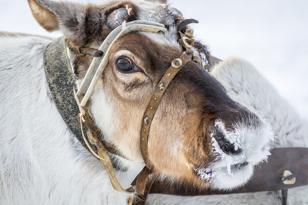 Nobili cervi nel campo siberiano in inverno.