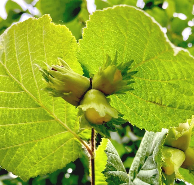 Nocciola a foglia verde nocciola, foto in habitat naturale. Foto di alta qualità