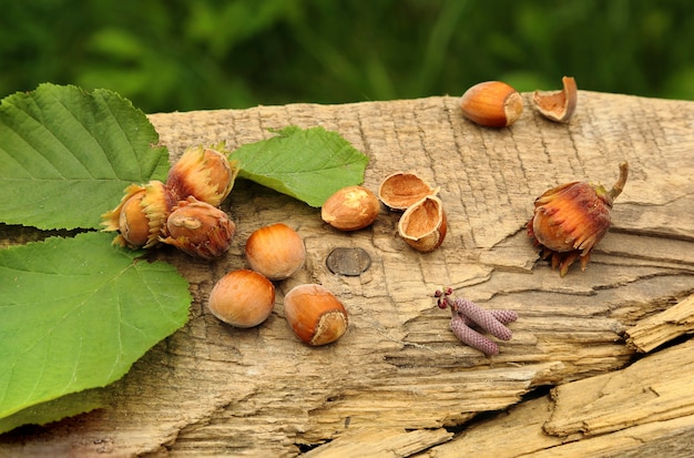 Nocciole appena raccolte adagiate sulla vecchia tavola, su sfondo verde