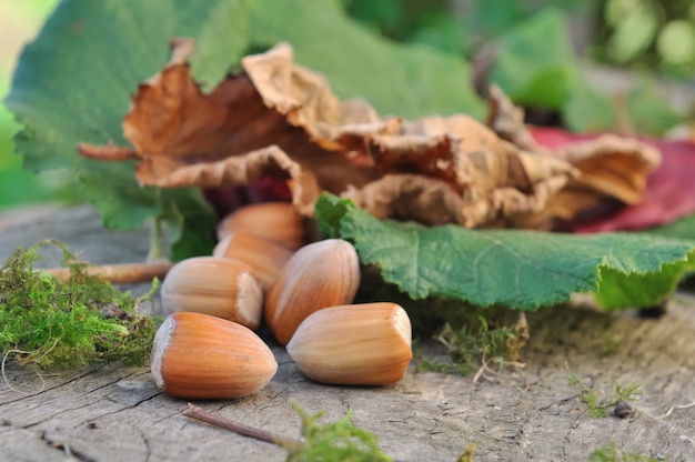 Nocciole e foglie di nocciola