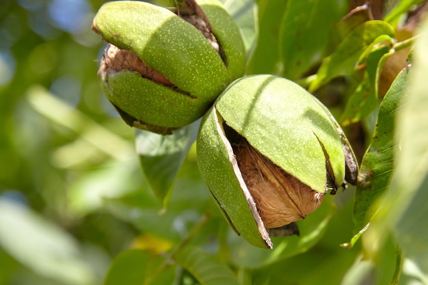 Noce con frutto di noce in pericarpo verde su ramo