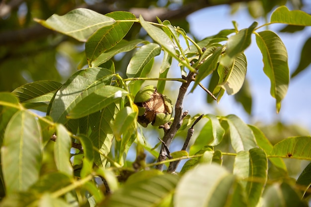 Noce con frutto di noce in pericarpo verde su ramo