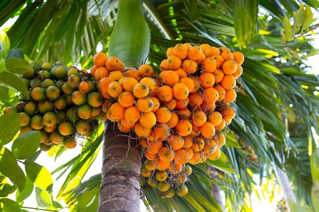 Noce di betel Palma tropicale