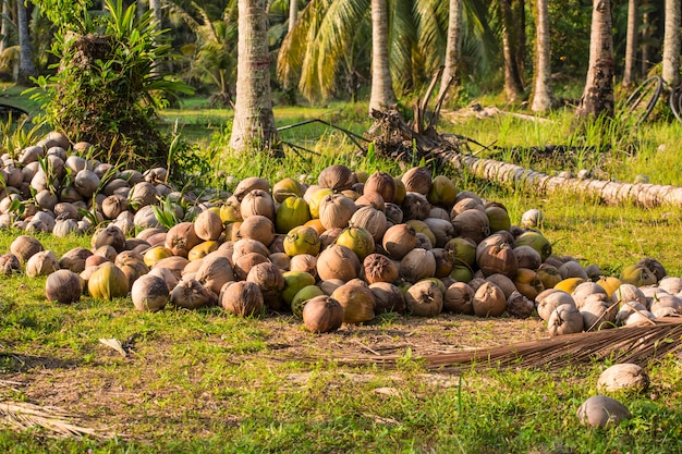 Noce di cocco a terra