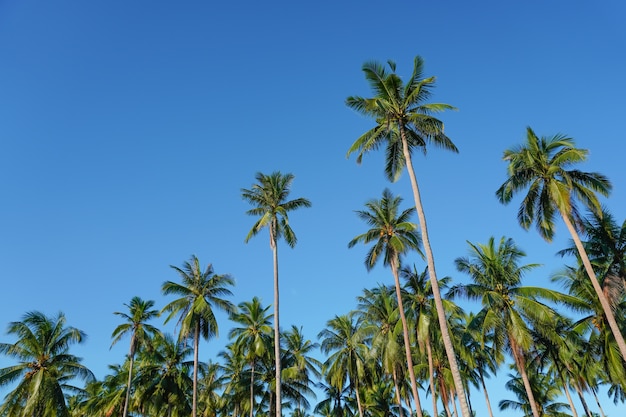 Noce di cocco e palma con cielo blu