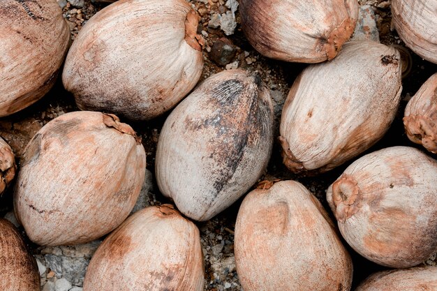 Noce di cocco essiccata sull&#39;azienda agricola agricola di terra a terra del suolo