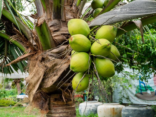 Noce di cocco fresca sull'albero nel giardino Thailandia