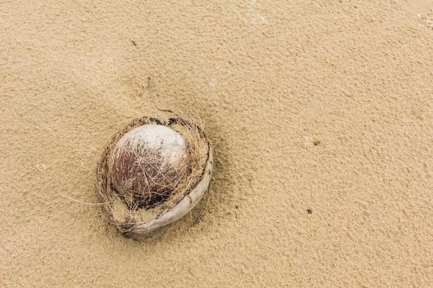 Noce di cocco trovato sdraiato su una spiaggia sabbiosa