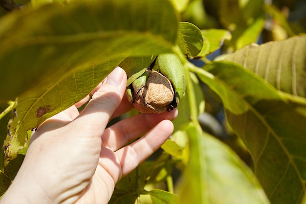 Noce e noce raccolta a mano in pericarpo verde