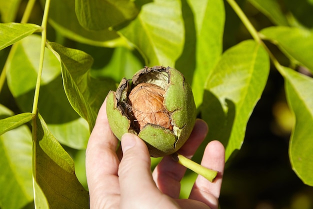 Noce e noce raccolta a mano in pericarpo verde