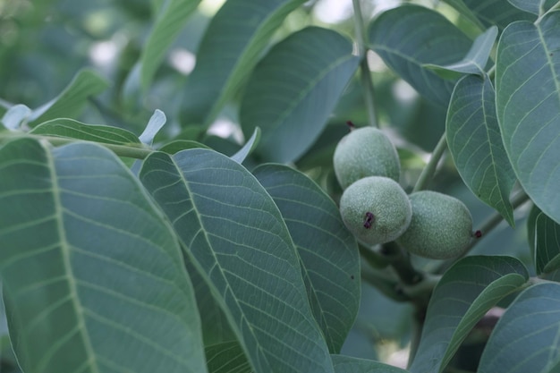 Noce fresca matura che cresce su un albero sullo sfondo estivo di foglie