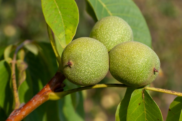 Noce immaturo durante la maturazione dei frutti