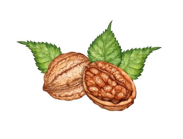 Noce intera e mezzo nocciolo con foglie verdi illustrazione ad acquerello isolata dallo sfondo Texture realistiche e colori naturali del guscio e del nocciolo Perfetta cucina botanica