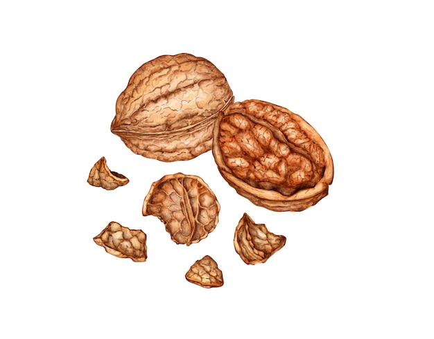 Noce intera e mezzo nocciolo con guscio tritato illustrazione ad acquerello isolata dallo sfondo Texture realistiche e colori naturali del guscio e del nocciolo Perfetta cucina botanica