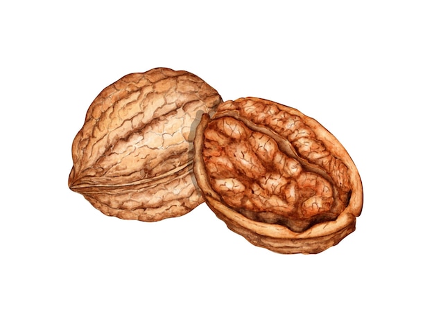 Noce intera e mezzo nocciolo con illustrazione ad acquerello di foglie verdi isolate dallo sfondo