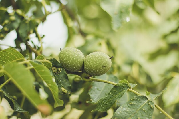 Noce verde due che cresce su un albero