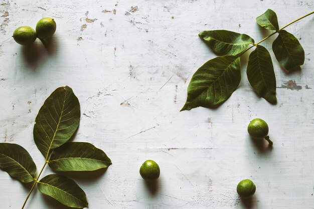 Noce verde su sfondo bianco Stile vintage