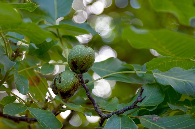 Noci ancora appese all'albero