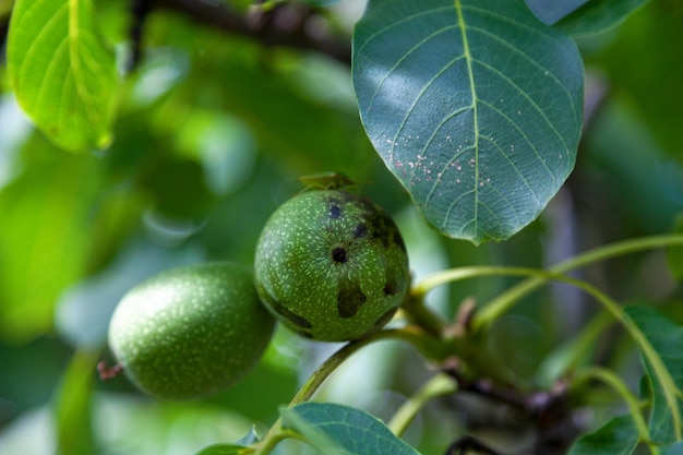 Noci ancora appese all'albero