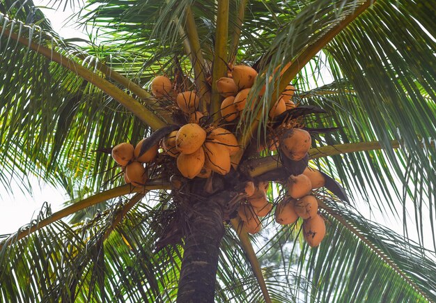 Noci di cocco arancioni che crescono in una palma in Malesia