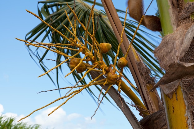 Noci di cocco in una fase iniziale della loro crescita