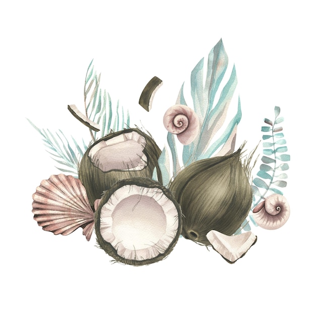Noci di cocco intere e fette con foglie di palma tropicale e conchiglie Illustrazione ad acquerello Composizione su sfondo bianco della collezione COCONUTS Per la decorazione e il design