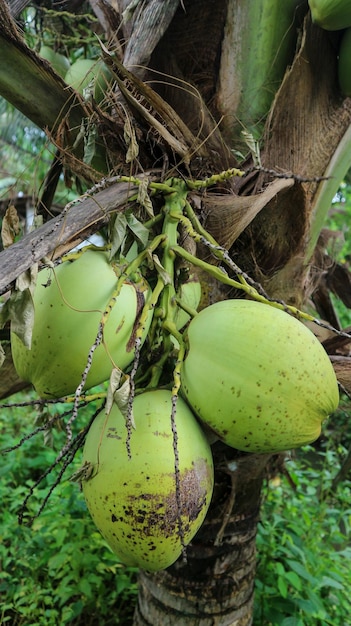 Noci di cocco verdi fresche pendono dall'albero