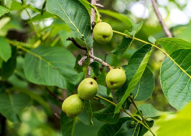 Noci fresche sane su ramo verde con foglie GAreden cibo vegano in crescita