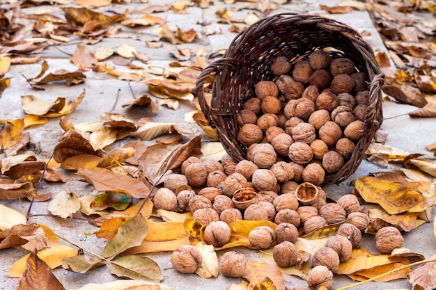 Noci in un cesto di vimini su una superficie di foglie gialle cadute