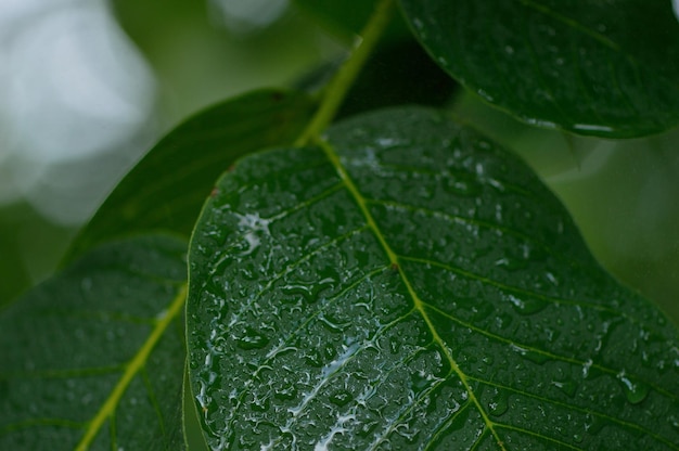 Noci in un guscio verde sui rami