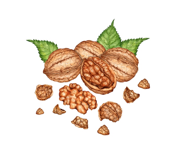 Noci intere tritate e nucleo con foglie verdi illustrazione ad acquerello isolata dallo sfondo