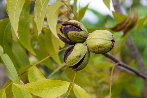 noci pecan nella pianta del giardino biologico