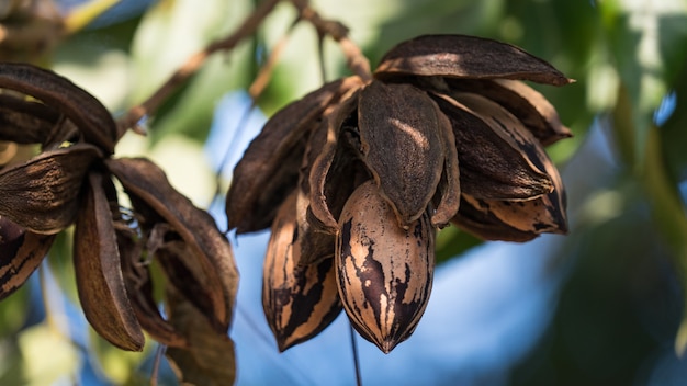 Noci pecan secche sull'autunno dell'albero in Israele