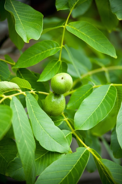 Noci verdi che crescono su un albero