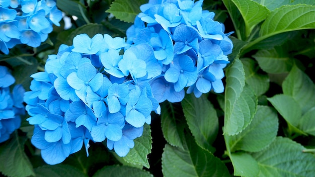 Nome del fiore Ortensia, il colore è blu. viene prodotto dall'inizio della primavera al tardo autunno.