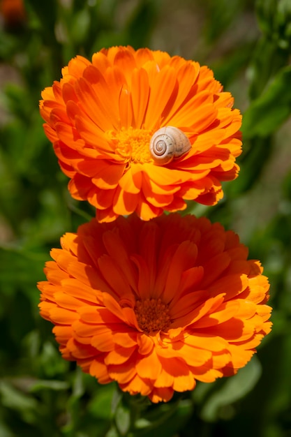 Nome scientifico del fiore: Calendula officinalis