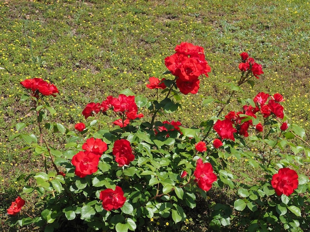 Nome scientifico del fiore di rosa rossa Rosa