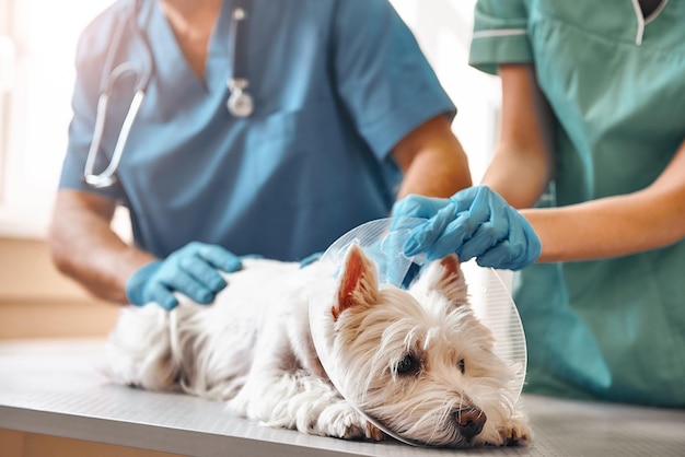 Non fa male a tutte le mani di due veterinari in guanti protettivi che indossano a