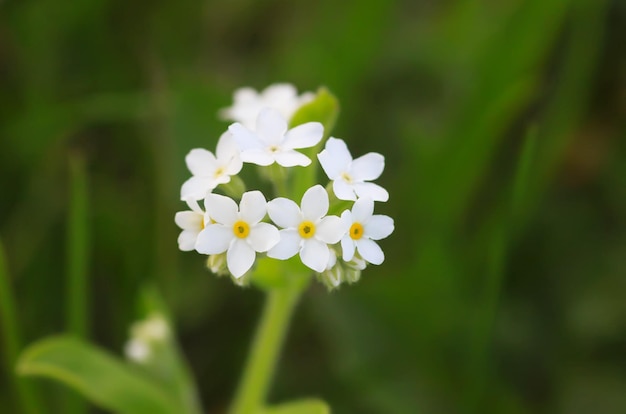 Non ti scordar di me piante Piccoli fiori bianchi che sbocciano nel giardino primaverile