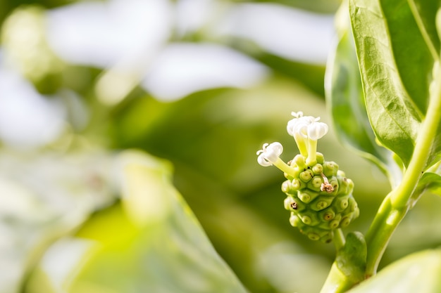 Noni dall&#39;albero in natura, copia spazio.