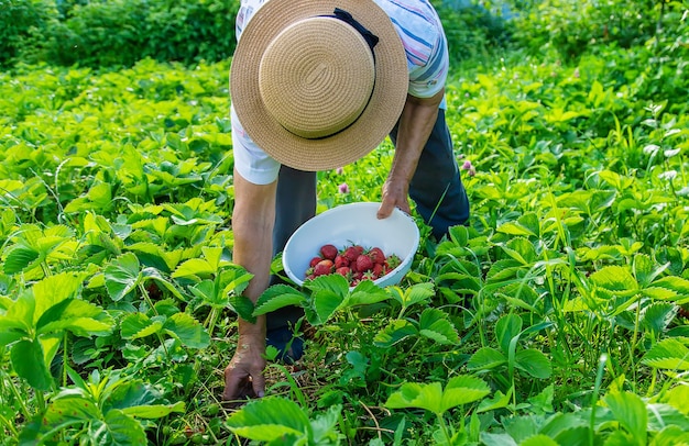 Nonna che raccoglie fragole in giardino. Natura.